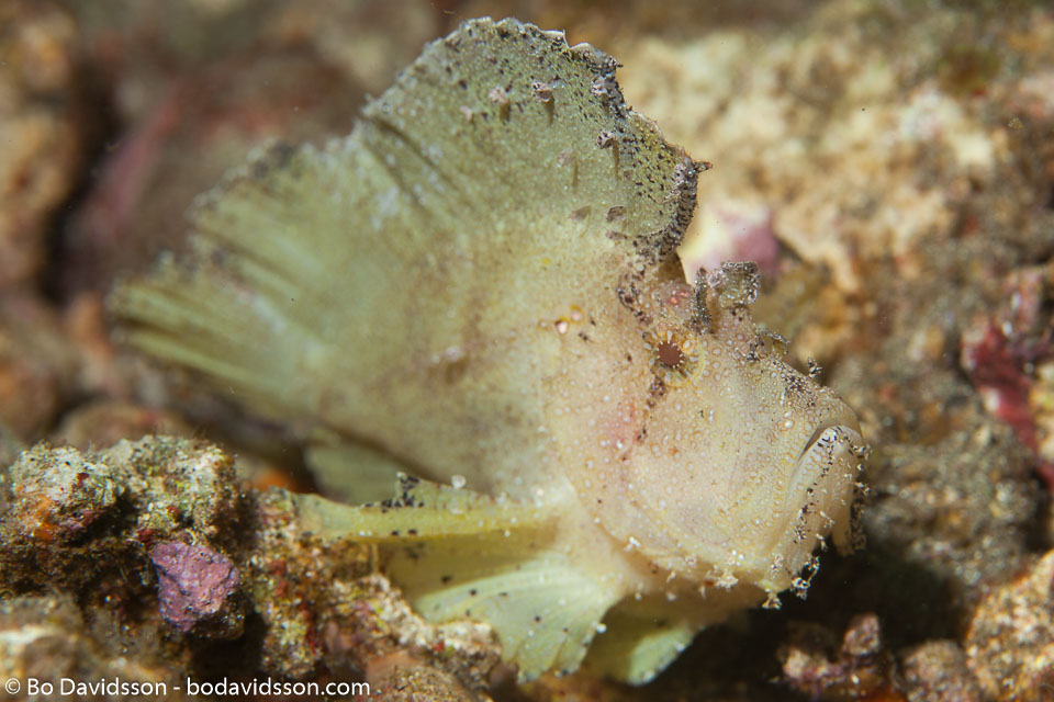BD-161025-Pantar-2912-Taenianotus-triacanthus.-Lacepède.-1802-[Leaf-scorpionfish].jpg